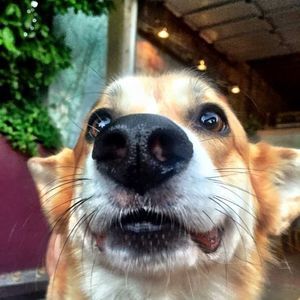 Meet your Posher, Winston